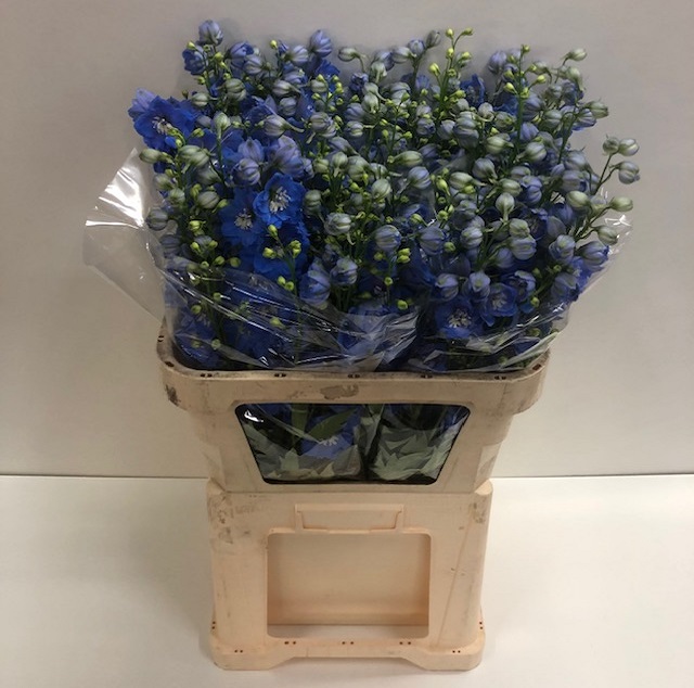 Delphinium el du delphi's mor.jpg